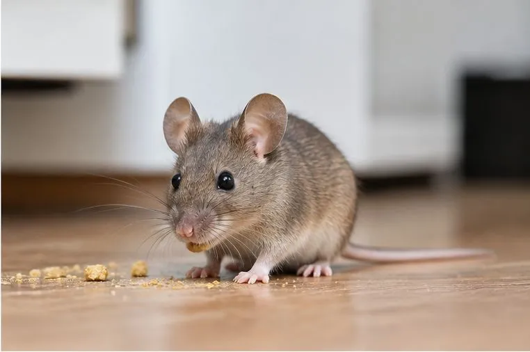 Rodent Control Truckee services for homes