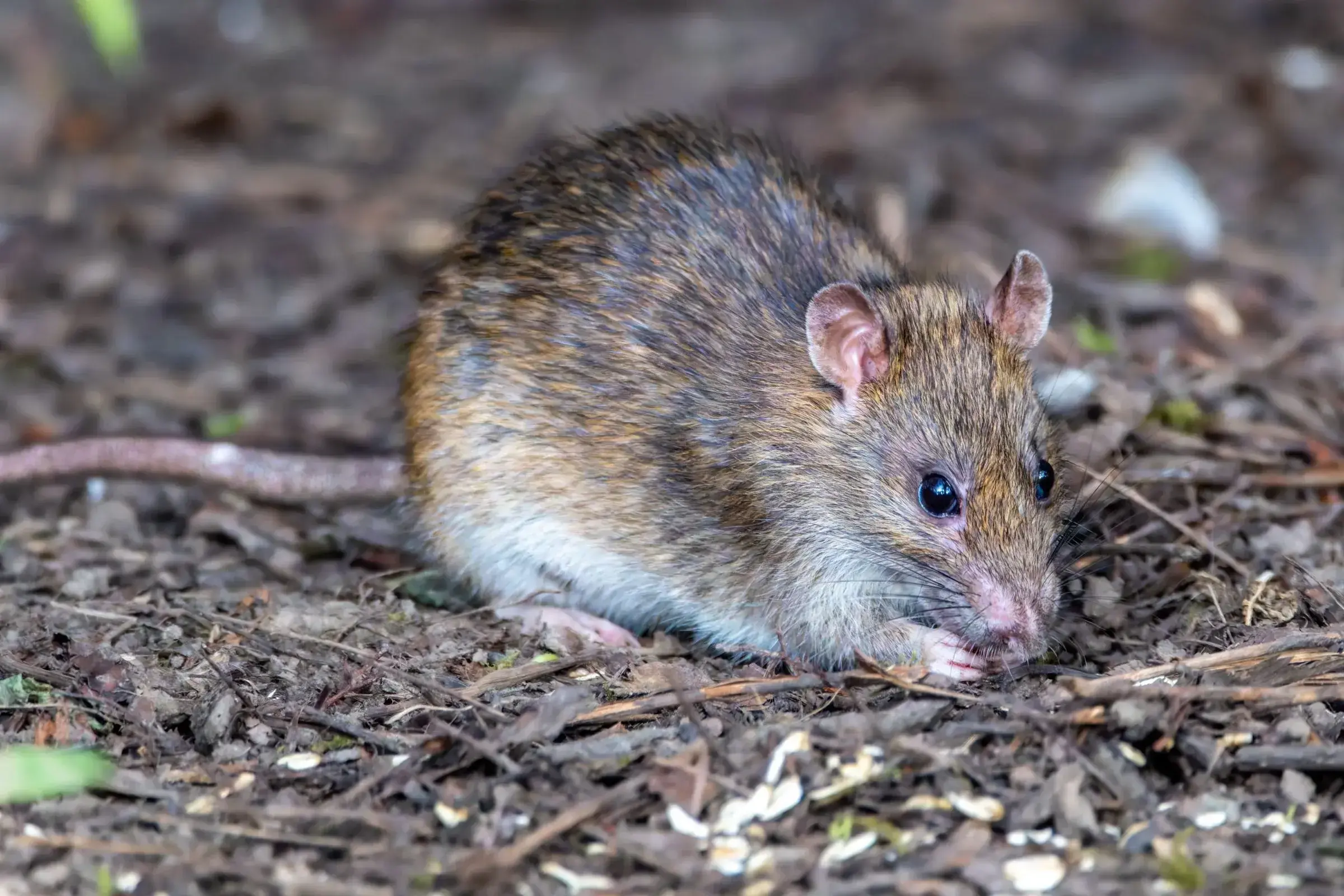 A brown rat with rounded ears crouched on bare ground and leaf litter, the type of rodent activity found near a foundation, wood pile, or crawl space entry point